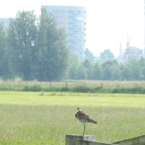 Weidevogels en openheid